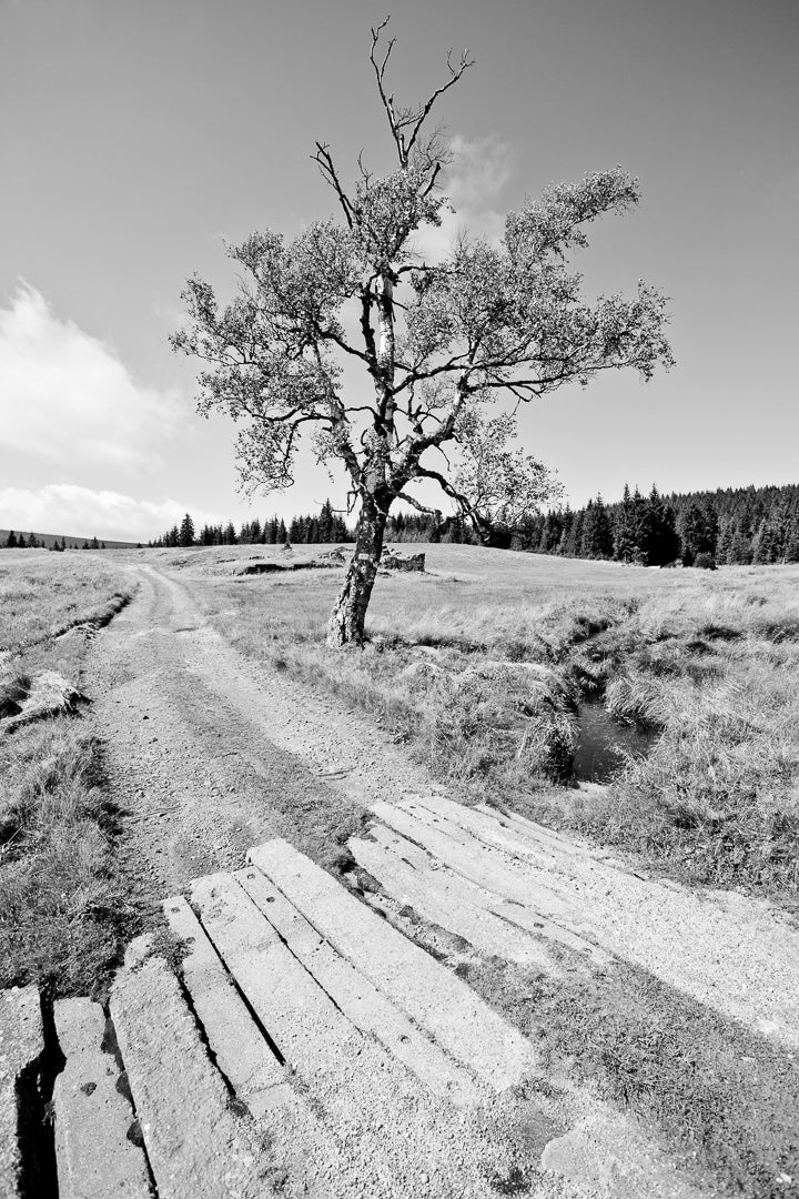 Ziggy Kańczukowski - Izera Meadow (2011)