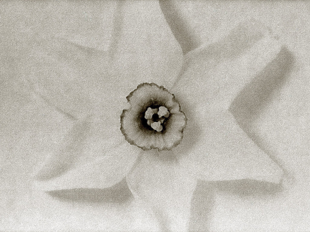 Ziggy Kańczukowski - Daffodil (2004)