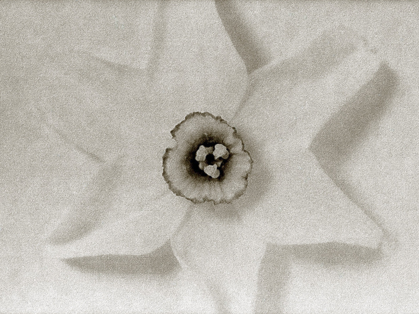 Ziggy Kańczukowski - Daffodil (2004)