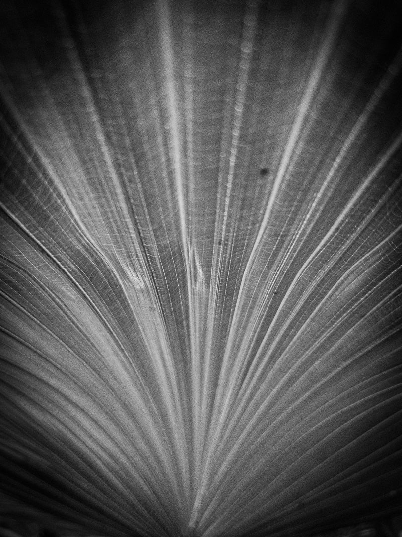 Ziggy Kańczukowski - Organic (2024)